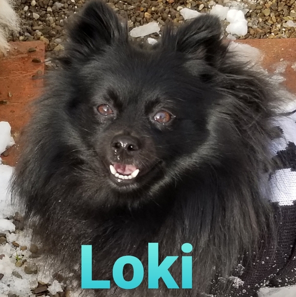 Meet your Posher, Roxanne - Picture 2 of 4